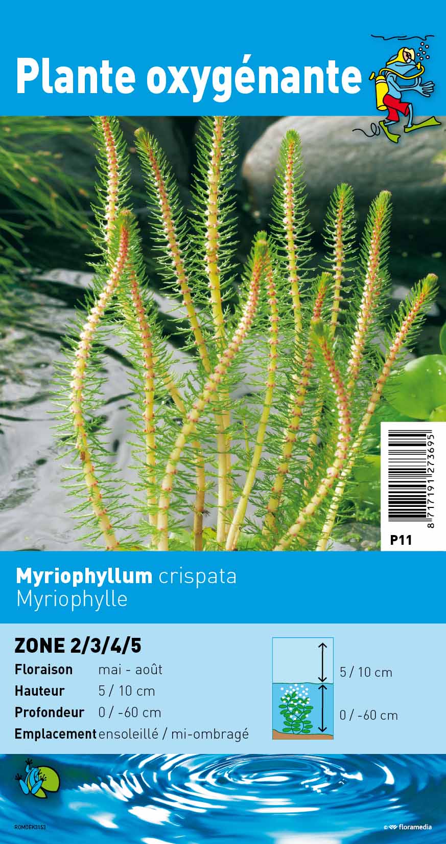 Myriophyllum Crispata 3,50
